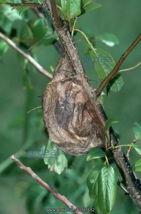 : Cecropia Moth Cocoon : Cecropia Moth Cocoon