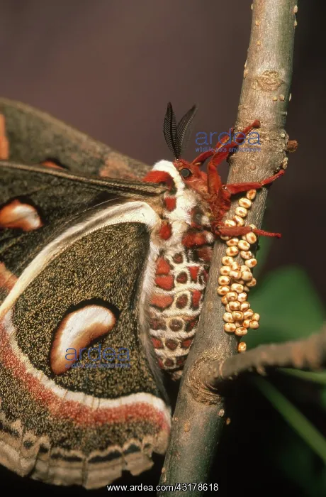 : Cecropia Moth with Eggs : Cecropia Moth with Eggs