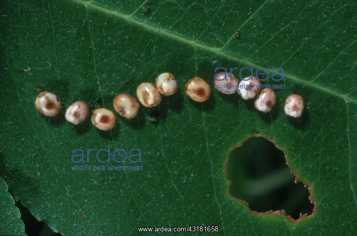 : Cecropia Moth Eggs : Cecropia Moth Eggs