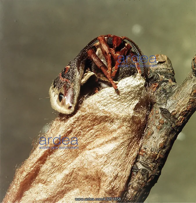 : Cecropia Moth - emerging from cocoon : Cecropia Moth - emerging from cocoon