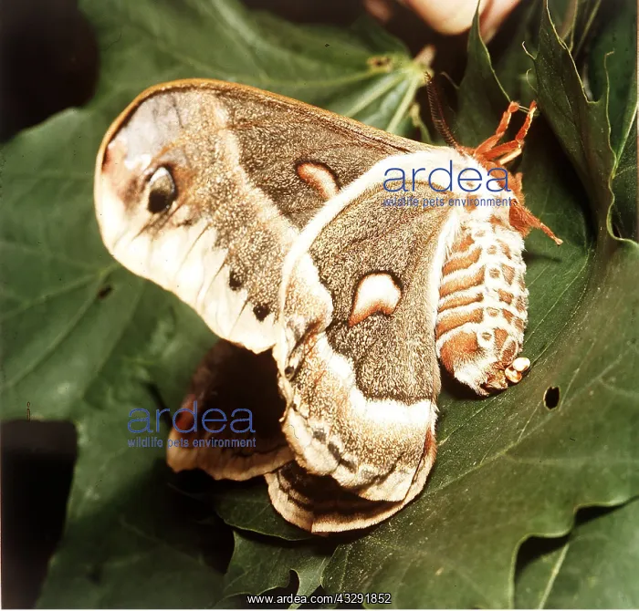 : CECROPIA MOTH - laying eggs : CECROPIA MOTH - laying eggs