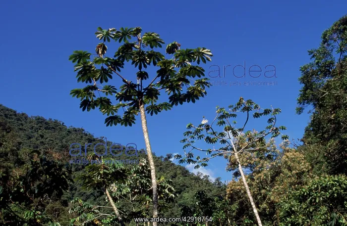 : Cecropia Tree - in the cloud forest zone, viewed from below : Cecropia Tree - in the cloud forest zone, viewed from below