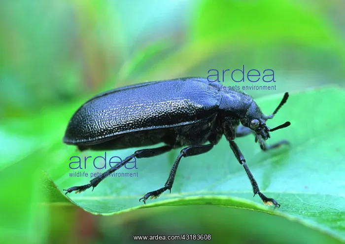 : Cedar Beetle : Cedar Beetle