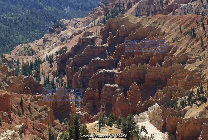 : Cedar Breaks National Monument : Cedar Breaks National Monument