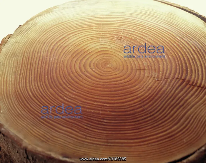 : Cedar, Cedrus, A slice through a tree trunk showing : Cedar, Cedrus, A slice through a tree trunk showing