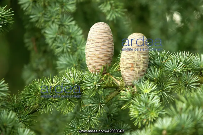  : CEDAR - cones on Cedar tree