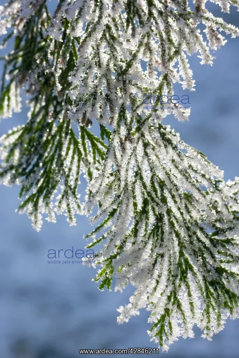: Cedar - covered in frost : Cedar - covered in frost