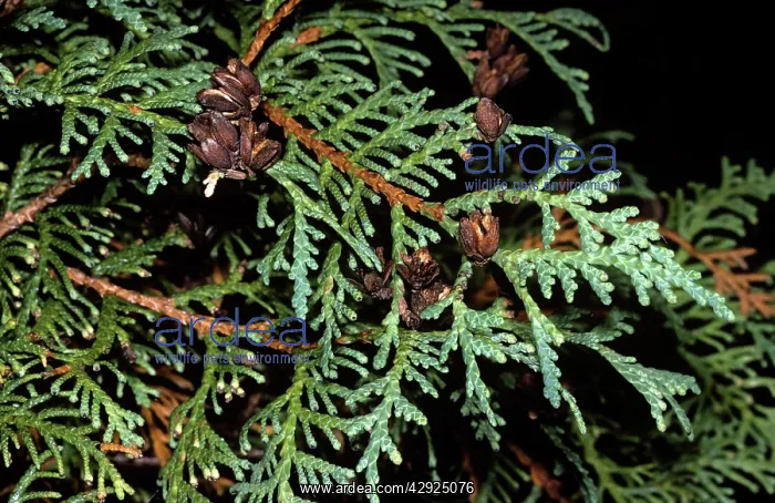 : CEDAR - EASTERN ARBOR-VITAE : CEDAR - EASTERN ARBOR-VITAE