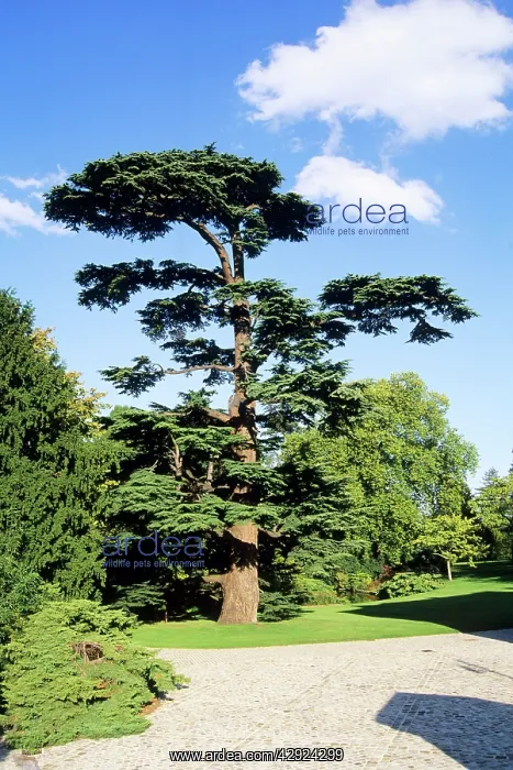 : Cedar of Lebanon : Cedar of Lebanon