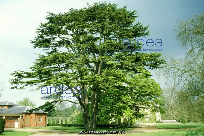  : Cedar of Lebanon