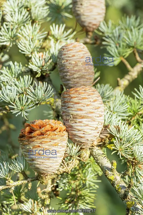  : Cedar of Lebanon, Cedrus libani ssp. atlantica Glauca