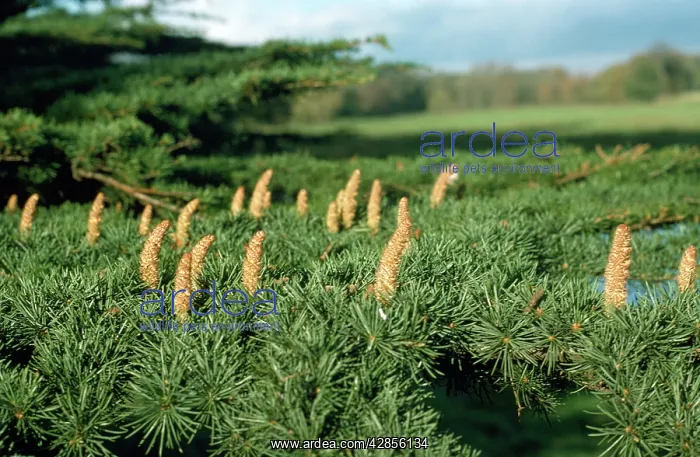 : Cedar of Lebanon - leaves & cones : Cedar of Lebanon - leaves & cones