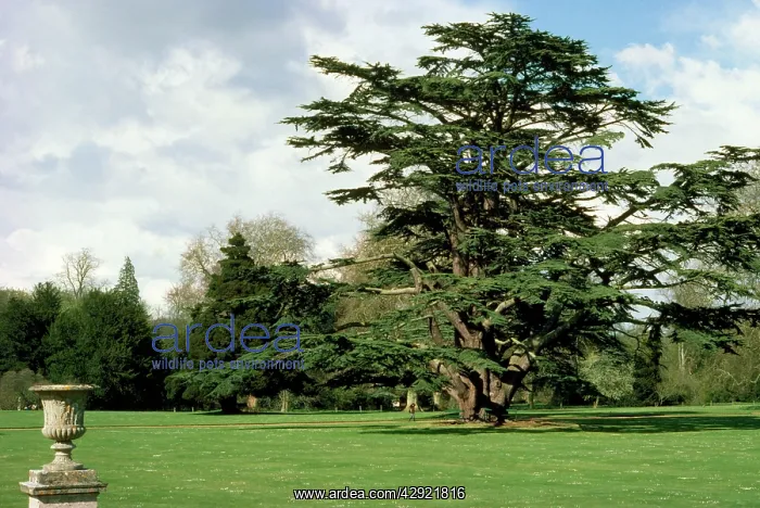 : Cedar of Lebanon - a mature cedar of Lebanon showing : Cedar of Lebanon - a mature cedar of Lebanon showing