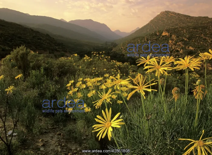 : Cedar Mountains - with yellow flowering bushes : Cedar Mountains - with yellow flowering bushes