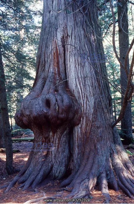 : CEDAR - trunk of Western Red with burl : CEDAR - trunk of Western Red with burl