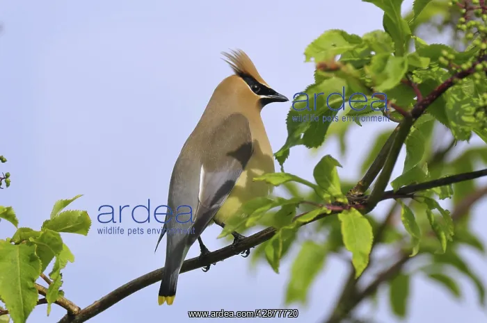 : Cedar Waxwing : Cedar Waxwing