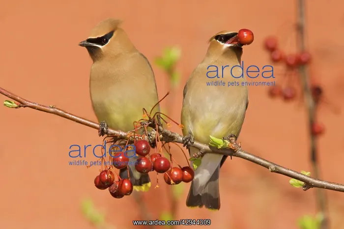 : Cedar Waxwing : Cedar Waxwing