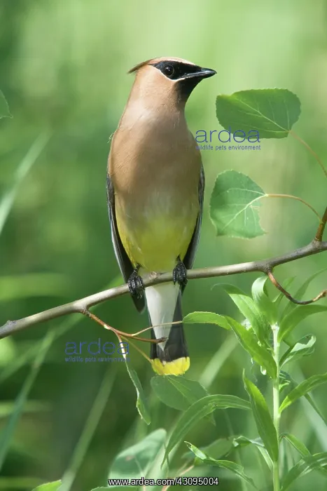 : Cedar Waxwing : Cedar Waxwing