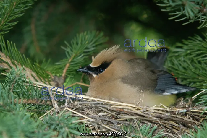: Cedar Waxwing : Cedar Waxwing