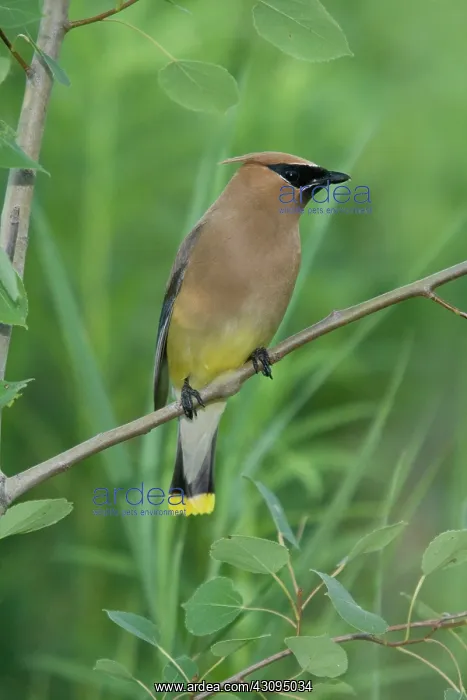: Cedar Waxwing : Cedar Waxwing
