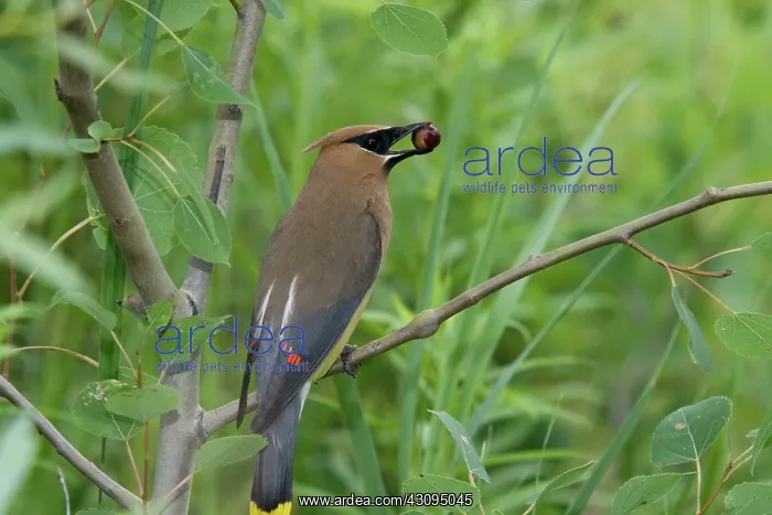 : Cedar Waxwing : Cedar Waxwing