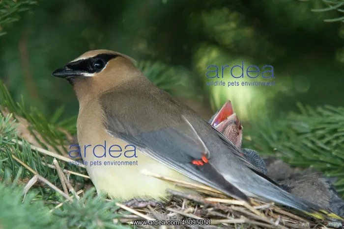 : Cedar Waxwing : Cedar Waxwing