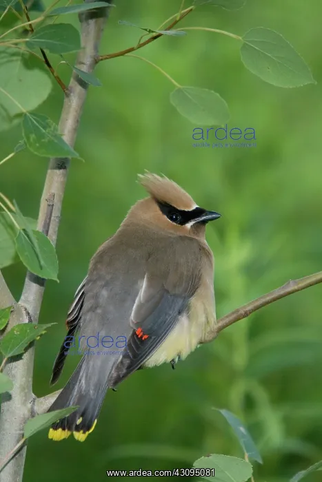 : Cedar Waxwing : Cedar Waxwing