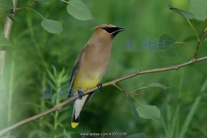 : Cedar Waxwing : Cedar Waxwing