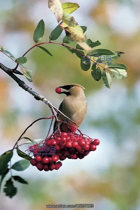 : Cedar Waxwing : Cedar Waxwing