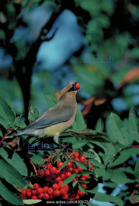 : Cedar Waxwing : Cedar Waxwing