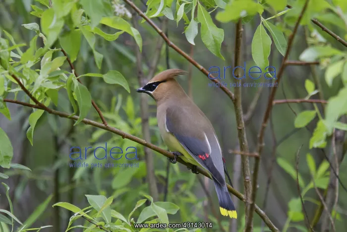 : Cedar Waxwing : Cedar Waxwing