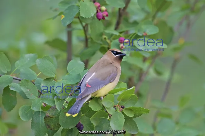 : Cedar Waxwing adult : Cedar Waxwing adult