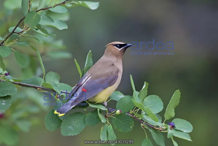: Cedar Waxwing adult : Cedar Waxwing adult