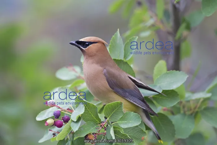 : Cedar Waxwing adult : Cedar Waxwing adult