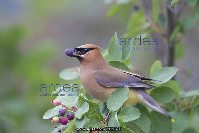: Cedar Waxwing adult eating a berry : Cedar Waxwing adult eating a berry