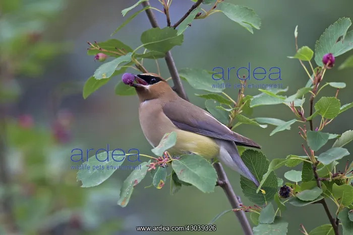 : Cedar Waxwing adult eating a berry : Cedar Waxwing adult eating a berry