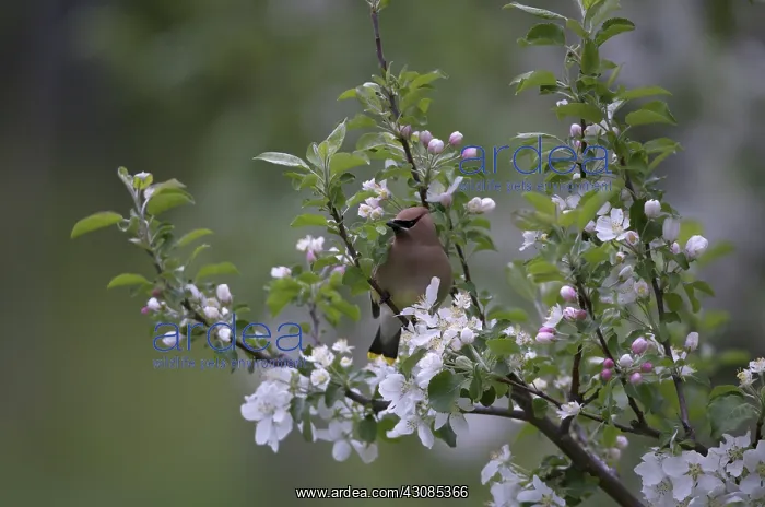 : Cedar Waxwing in apple tree : Cedar Waxwing in apple tree