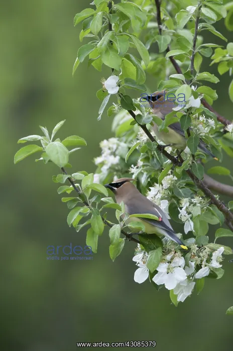 : Cedar Waxwing in apple tree : Cedar Waxwing in apple tree