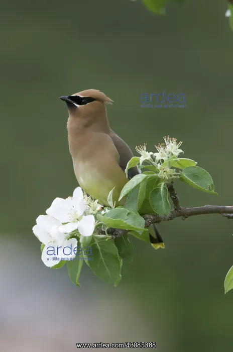 : Cedar Waxwing in Apple Tree : Cedar Waxwing in Apple Tree