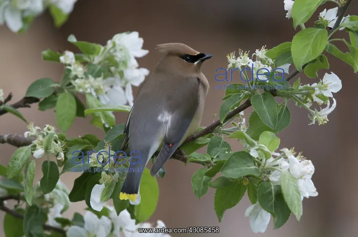 : Cedar Waxwing in Apple Tree : Cedar Waxwing in Apple Tree