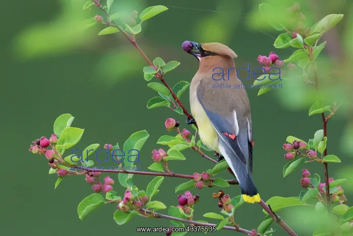 : Cedar waxwing with berry : Cedar waxwing with berry