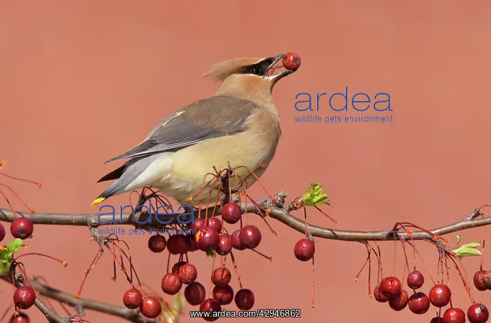 : Cedar Waxwing - with berry in mouth : Cedar Waxwing - with berry in mouth