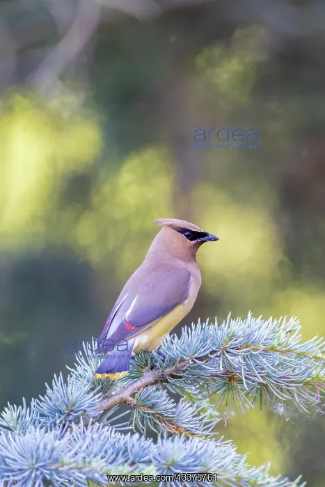 : Cedar waxwing in blue atlas cedar tree, Marion County : Cedar waxwing in blue atlas cedar tree, Marion County