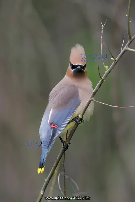 : Cedar Waxwing, Bombycilla cedrorum. Connecticut : Cedar Waxwing, Bombycilla cedrorum. Connecticut