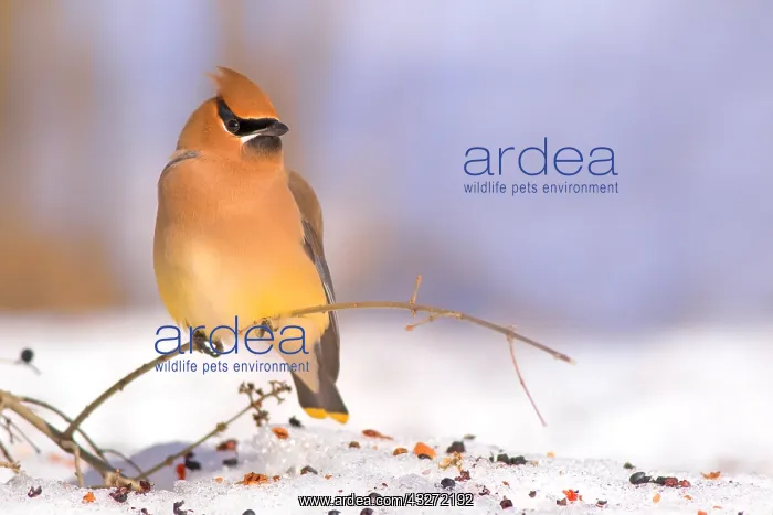 : Cedar Waxwing (Bombycilla cedrorum) perched on low : Cedar Waxwing (Bombycilla cedrorum) perched on low