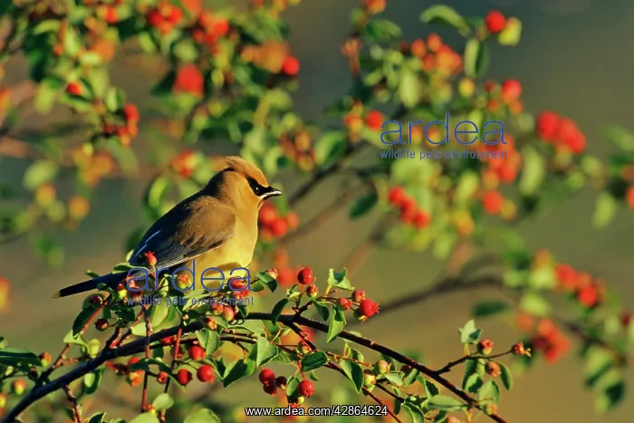 : Cedar Waxwing - in Crabapple tree : Cedar Waxwing - in Crabapple tree