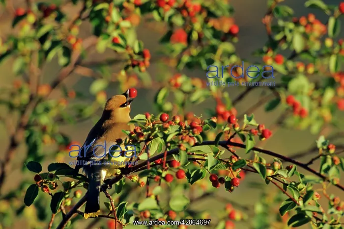 : Cedar Waxwing - in crabapple tree : Cedar Waxwing - in crabapple tree