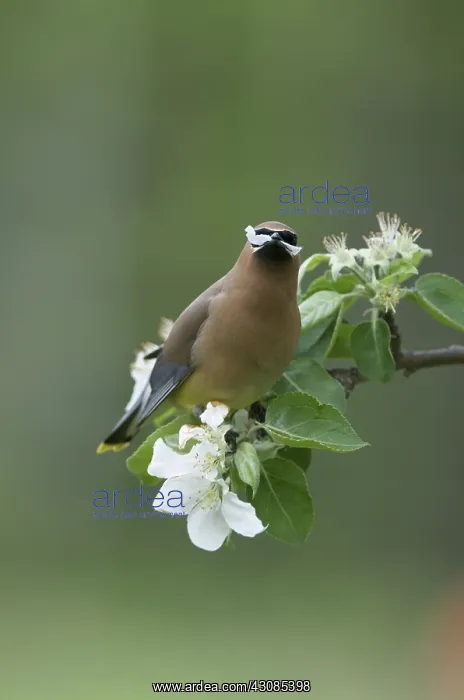 : Cedar Waxwing eating apple blossoms : Cedar Waxwing eating apple blossoms