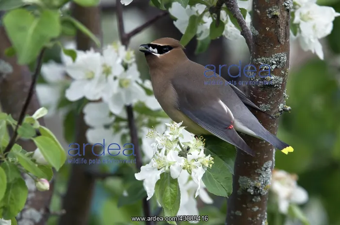 : Cedar Waxwing eating apple blossoms : Cedar Waxwing eating apple blossoms