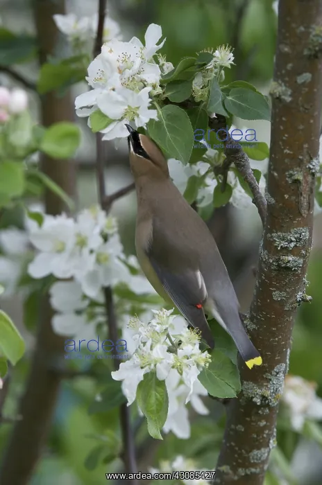 : Cedar Waxwing eating apple petals : Cedar Waxwing eating apple petals